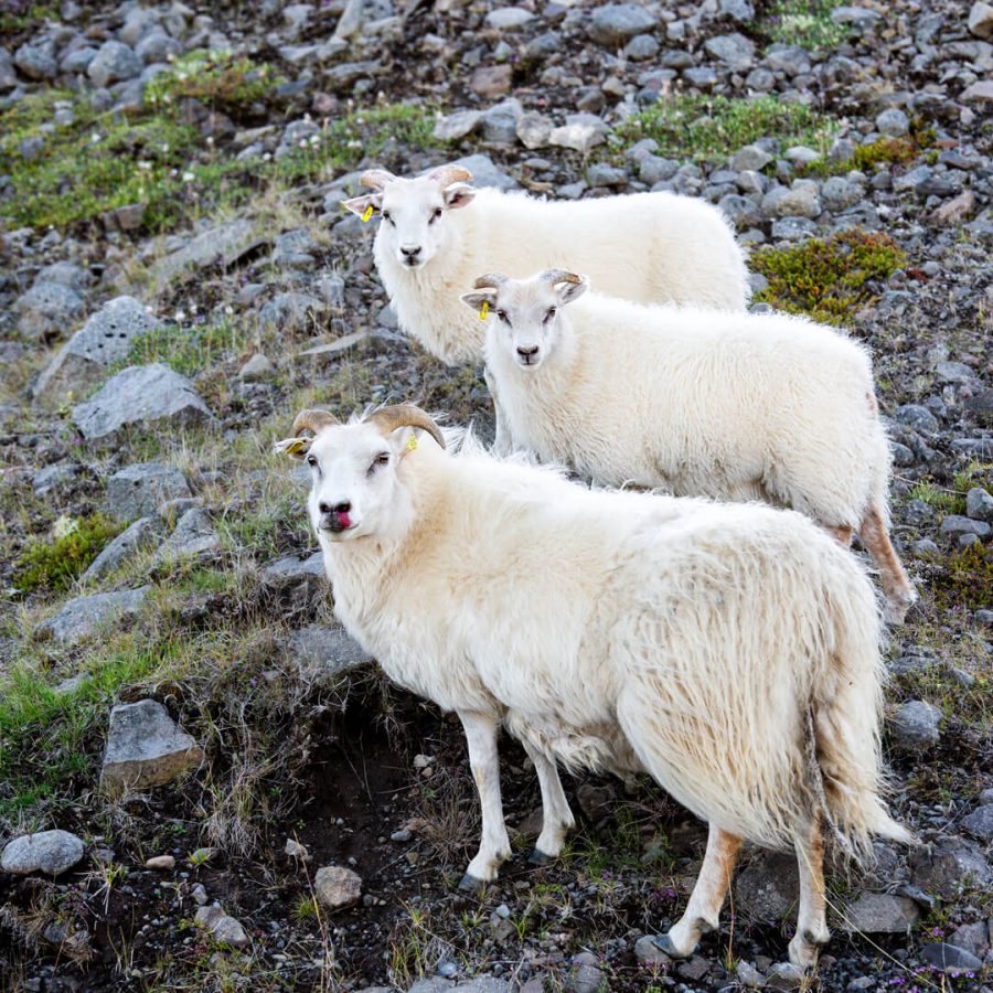 Islandia zwierzęta islandzkie